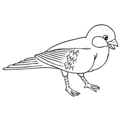 bird line vector illustration