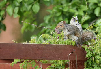 squirrel in the garden

