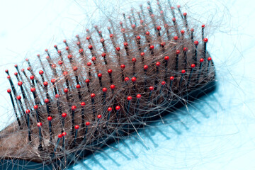 Fototapeta premium Hairs loss fall in comb on blue background.