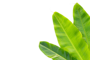 Fresh banana leaves on white background.