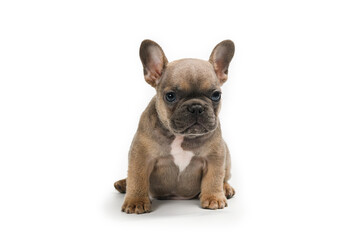 Adorable fawn French Bulldog puppy, sitting up facing front.