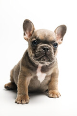 Adorable fawn French Bulldog puppy, sitting up facing front.