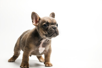 French Bulldog puppy standing on white background.