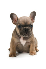 Obraz premium Adorable fawn French Bulldog puppy, sitting up facing front.