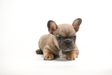 Adorable fawn French Bulldog puppy on white background.