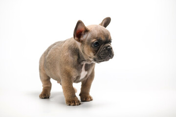 French Bulldog puppy standing on white background.
