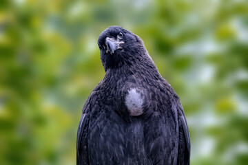 Forster's Caracara Phalcoboenus Australis Gmelin 