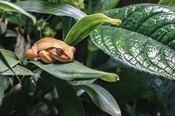 Orange frog sleeping on green leaf