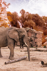 Fototapeta na wymiar African elephant digs a hole with a trunk