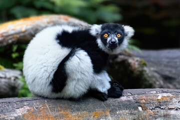 Black And White Ruffed Lemur Varecia Variegata Sits On A Fallen Tree Trunk