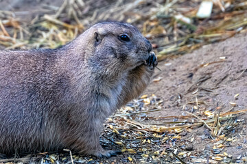 Black Tailed Prairie Dog Cynomys Ludovicianus