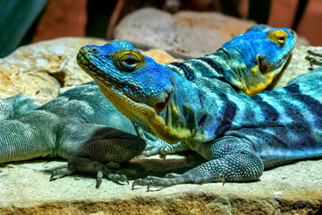 Blue Spiny Lizard Sceloporus Cyanogenys