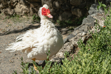 Muscovy Duck (Cairina moschata) standing on the stones