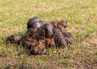 Fresh horse manure dung on green grass