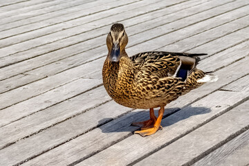 Female Mallard Wild Duck Anas Platyrhynchos Dabbling Duck Stands On The Wooden Floor