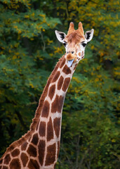 Giraffe shows a long blue tongue