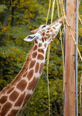Fototapeta premium Giraffe gnaws at the stems of trees