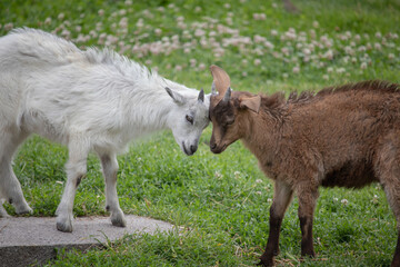 Fototapeta premium Goats butt on a green meadow with stone
