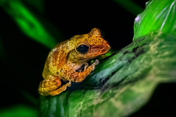 Hong Kong Whipped Frog Polypedates Megacephalus
