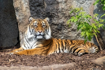 Tiger Lies At The Entrance To The Cave