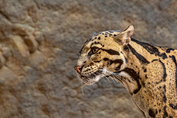 Ozelot Leopardis Pardalis Close Up