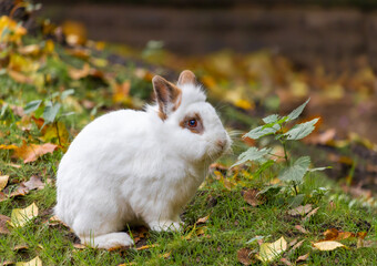 White rabbit with red ears sits on the green grass with autumn yellow leaves