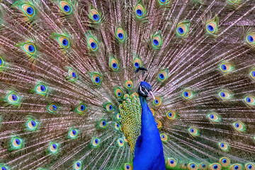 Fototapeta na wymiar Peacock open tail profile blue neck