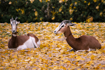 Two springbok antelopes (Antidorcas marsupialis) resting in the meadow strewn with yellow leaves