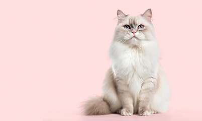 Cute Ragdoll cat isolated on pink background.