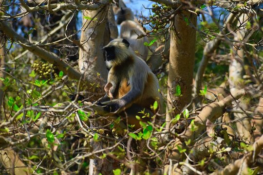 Single male gray languar on tree. Gray langurs, also called are Old World monkeys native to the Indian subcontinent constituting the genus Semnopithecus. 