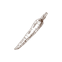 Organic food. Hand drawn vector sketch  of carrot.  Doodle vintage illustration. Decorations for the menu and labels. Engraved immage.