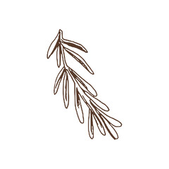 Organic food. Hand drawn vector sketch  of  rosemary branch.  Doodle vintage illustration. Decorations for the menu of cafes and labels. Engraved immage.