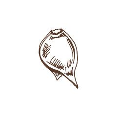 Organic food. Hand drawn vector sketch  of garlic.  Doodle vintage illustration. Decorations for the menu of cafes and labels. Engraved immage.