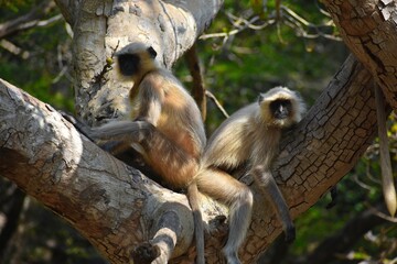 Gray langurs, also called are Old World monkeys native to the Indian subcontinent constituting the genus Semnopithecus. 