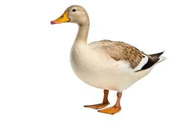 Duck Bird On Isolated Transparent Background, Png. Generative AI