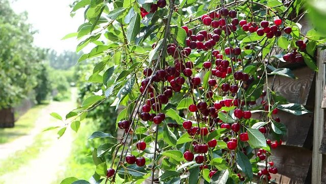 ripe red cherries on the branches of a tree in the garden