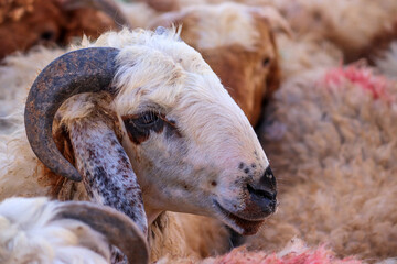 Amman, Jordan (Qurban) Slaughtering the sheep of Eid al-Adha Al-Mubarak in sheep pens in Muslim and Arab countries (goats, lambs)