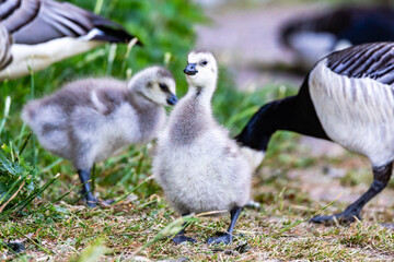 Obraz premium country goose family