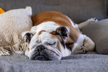 sleeping english bulldog