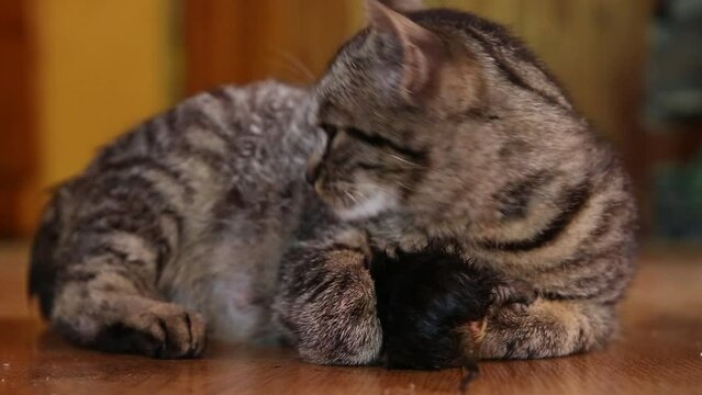 The cat has just given birth to kittens. The cat and her newborn kittens.
