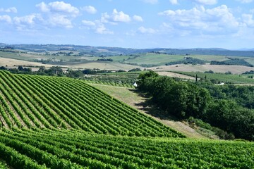 Fototapeta na wymiar Vigneto di Chianti classico nelle colline di Castellina in Chianti . provincia di Siena