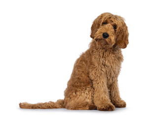 Adorable Labradoodle dog, sitting up side ways. Looking towards camera with cute head tilt. Isolated on a white background.