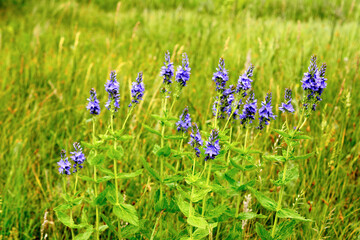 group of blue flowers on the meadow isolated, close up 