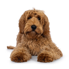 Adorable Labradoodle dog, laying down facing front. Looking towards camera. Isolated on a white background.