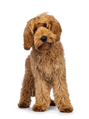 Adorable Labradoodle dog, standing up facing front. Looking towards camera with a cute head tilt. Isolated on a white background.