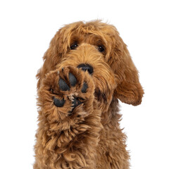Head shot of adorable Labradoodle dog, paw high up doing high five. Isolated on a white background.