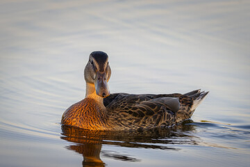 A young mallard swims in the water and looks into a camera on a summer sunny evening. A young wild duck close-up portrait (Anas platyrhynchos). Waterfowl brown-speckled plumage bird swims.