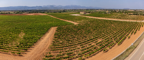 Son Llompart vineyards by Macia Batle, Santa Eugenia,Majorca, Balearic Islands, Spain