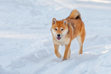 Dog breed Shiba Inu walking in winter snow forest. Dog walking in the snow with steam from his mouth