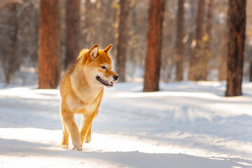 Dog breed Shiba Inu walking in winter snow forest. Dog walking in the snow with steam from his mouth